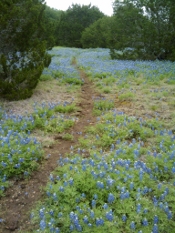blue bonnets